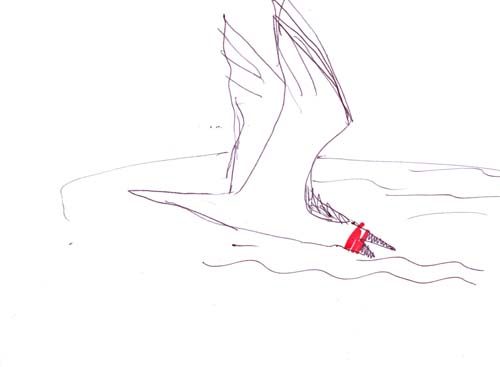 Skimmer